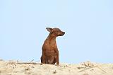 PINSCHER NAIN 047